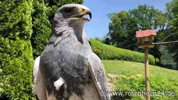 Vom Wind verweht: Falknerei in Aschau sucht Blaubussard Paco – was passiert ist