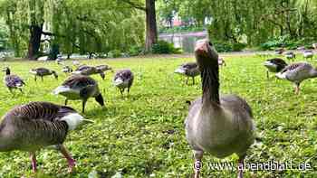 Fast 1000 Gänse an der Alster: So groß sind Probleme mit Seuchen und Kot