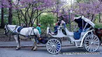 Paard slaat op hol in Central Park in New York, toerist (18) omgekomen