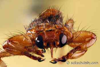 Scientists Discovered a Fly That Sheds Its Wings and Sacrifices Its Sight