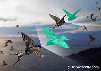 How Flocking Birds “Defy” One of Physics’ Most Fundamental Laws