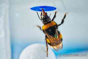 Bumble Bees Solve an Insect Version of a Famous Primate Intelligence Test