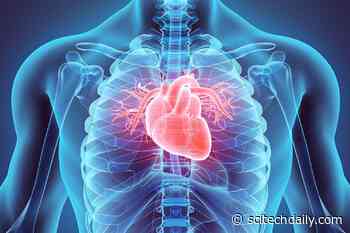 Your Diet Could Be Missing the Key Ingredient for Heart Protection