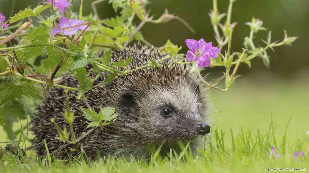 Hedgehogs at risk when gardeners don't check one thing before common job