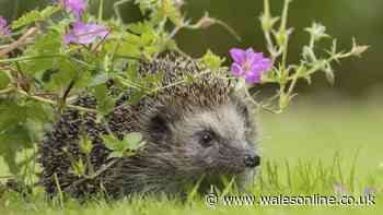 Hedgehogs at risk when gardeners don't check one thing before common job
