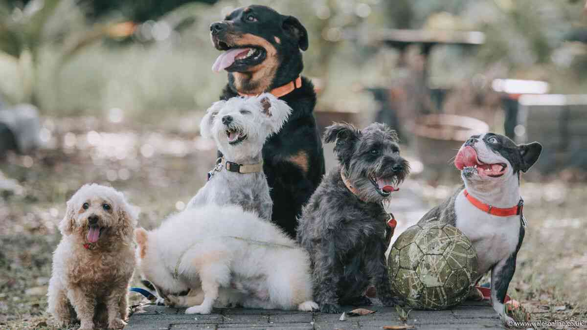 Fussiest dog breed named by animal expert and it's not what you'd expect