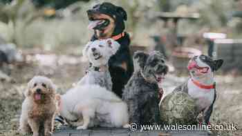 Fussiest dog breed named by animal expert and it's not what you'd expect
