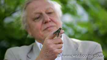David Attenborough urges gardeners to do key task to attract butterflies to your garden