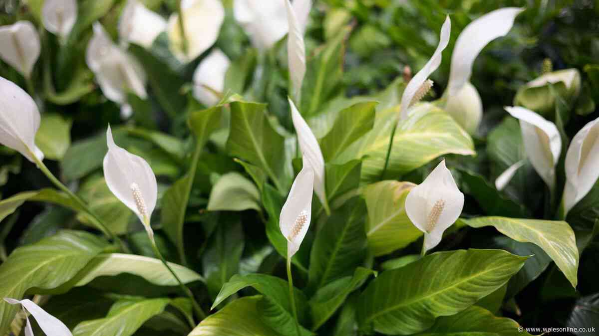 Peace lilies will bloom more than ever if you add one kitchen scrap