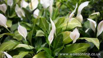 Peace lilies will bloom more than ever if you add one kitchen scrap