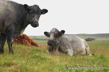Scottish red meat could unlock £350m economic boost by 2032