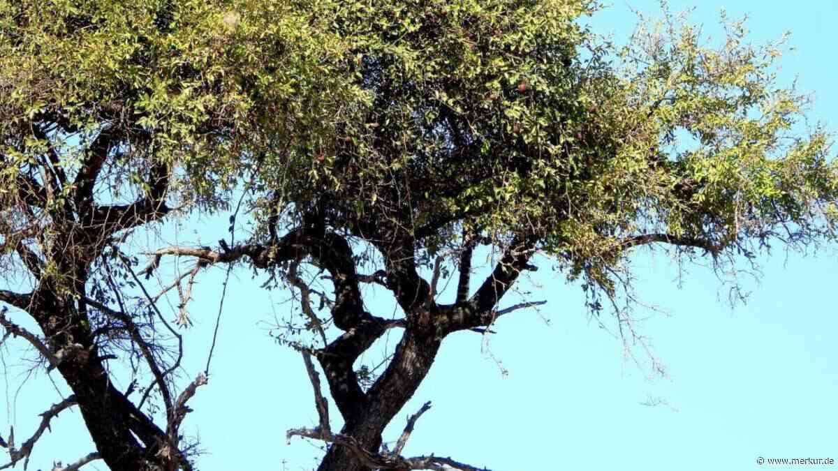 Sehen Sie den Leoparden? Unzählige User im Netz scheitern an diesem Foto