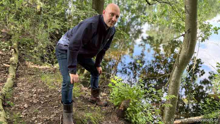 Bever zwemt in stadshaven Tilburg: goed nieuws, maar kan gevaarlijk zijn