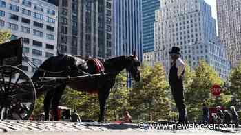 Paard slaat op hol in Central Park, tiener komt hard ten val en overlijdt