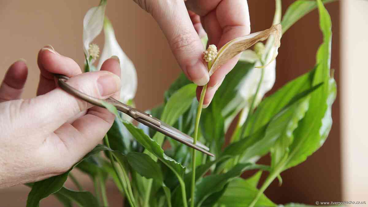 Peace lilies will bloom and thrive if you add kitchen scrap to the soil