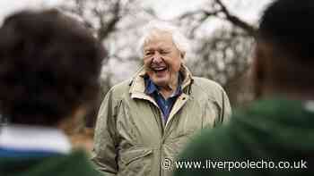 David Attenborough's tip for attracting butterflies will 'bring great pleasure'
