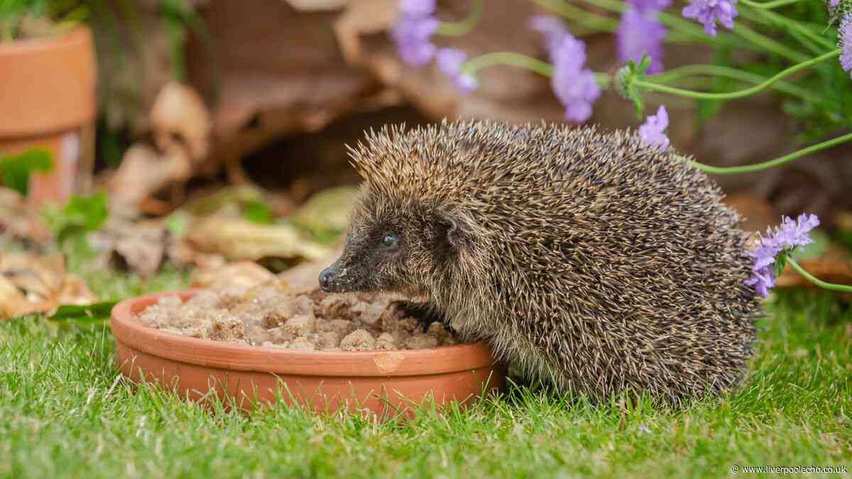 Gardeners must check one thing before doing common job to save hedgehogs