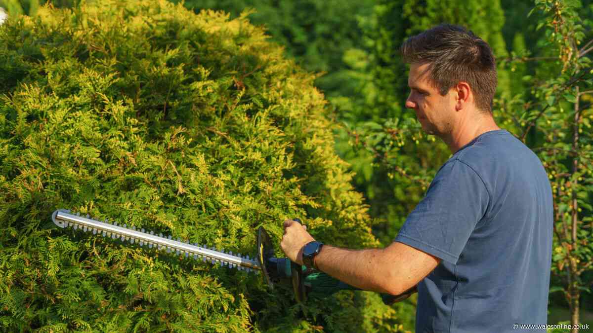 Legal rights in Wales if your neighbour refuses to cut high hedge