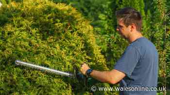 Legal rights in Wales if your neighbour refuses to cut high hedge