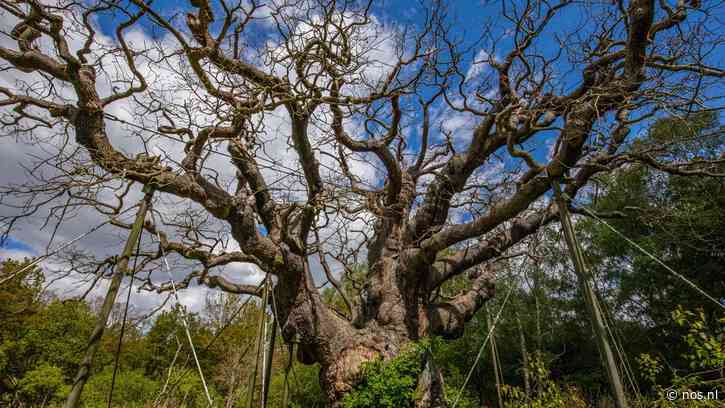 Eeuwenoude 'Robin Hood-boom' in Sherwood Forest dood