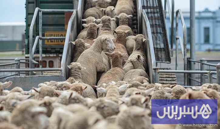 الأغلبية البرلمانية تتحرك للتنسيق مع المعارضة حول دعم استيراد الماشية