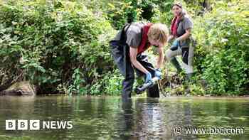 Real-time monitoring to protect chalk stream
