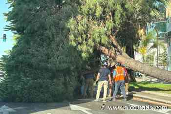 Un arbre chute sur une voiture sur la promenade des Anglais : pas de blessés