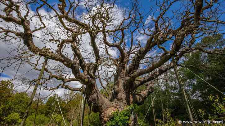 Eeuwenoude 'Robin Hood-boom' in Sherwood Forest dood