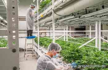 Cannabis auf Rezept - Versorgungsengpass in der Schweiz abgewendet