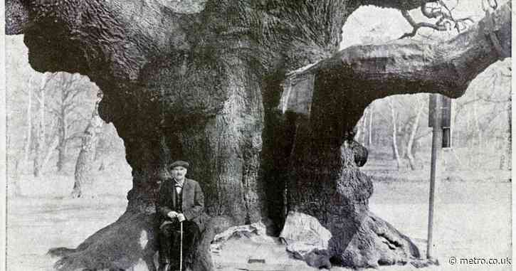 World famous 1,200-year-old Robin Hood tree is dead because of ‘too many visitors’