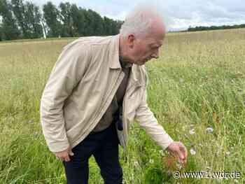 Hier gibt es in NRW noch natürliche Wildblumen-Wiesen