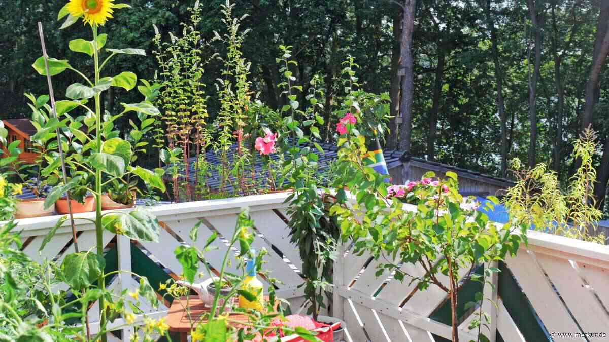 Pflegeleicht trotz Gluthitze: Die besten Balkonpflanzen für sonnige Standorte