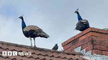 Peacocks' early morning screeching wakes neighbours
