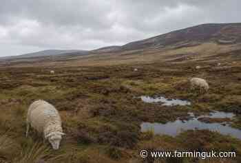 Union warns peatland schemes risk failure without farmer support