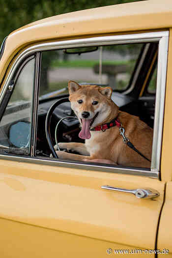 Vorsicht mit Hunden im Auto: Schnell tierisch zu heiß