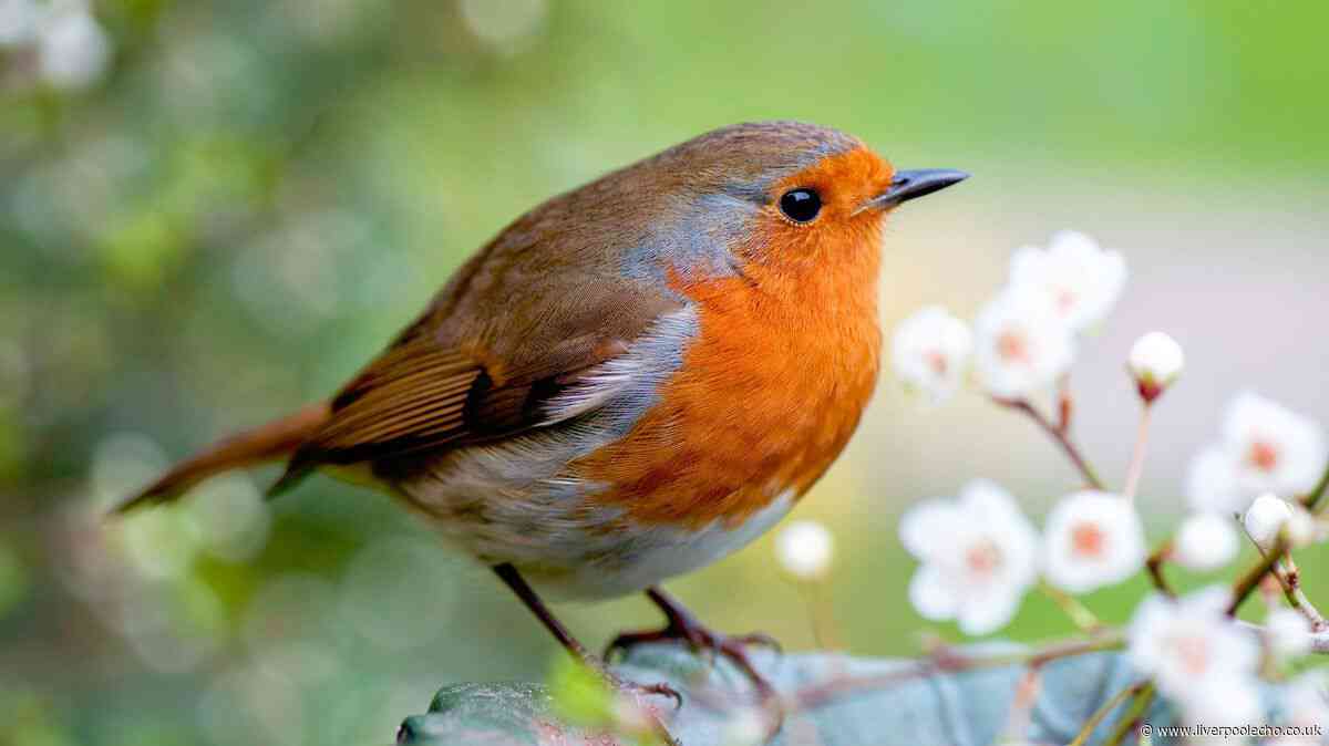People urged to add 1 common item to gardens to help robins survive UK heat