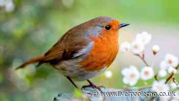 People urged to add 1 common item to gardens to help robins survive UK heat
