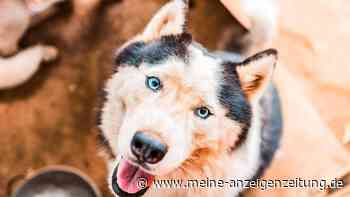 Trotz ständigem Bürsten – Hundefriseurin erklärt, warum deine Wohnung immer noch voller Hundehaare ist