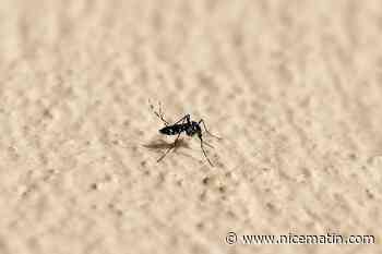 Moustique tigre : plus de 210 cas importés de chikungunya, dengue et Zika depuis le 1er mai, la région Provence-Alpes-Côte-d’Azur particulièrement impactée