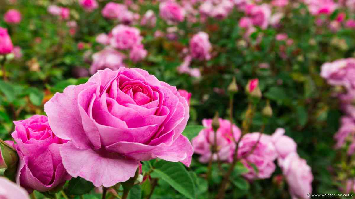 Gardeners with roses urged to do two-step job most overlook for better blooms