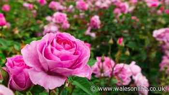 Gardeners with roses urged to do two-step job most overlook for better blooms