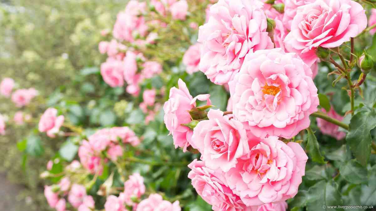 Roses will grow more flowers all summer long with simple two-step task