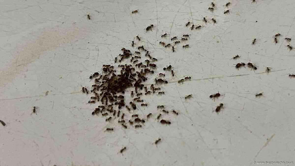 Get rid of ants naturally with this 'old-school' method