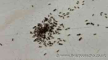 Get rid of ants naturally with this 'old-school' method