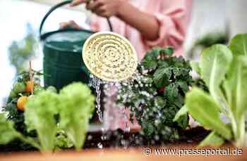 Gemüsegarten im Sommer: Ernte trotz Hitze und Trockenheit sichern