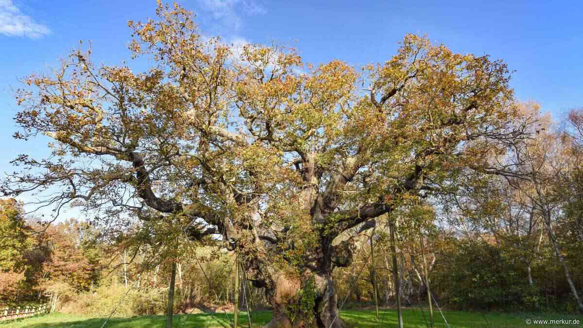 Robin Hoods legendäre Eiche ist tot: Was Millionen Besucher anrichteten