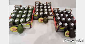 Teelt in Marokko en Peru vult activiteiten Spaans avocado-exporteur aan