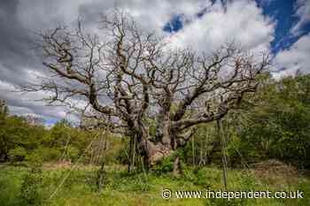 Sherwood Forest bids farewell to 1,200-year-old Major Oak tree linked to Robin Hood