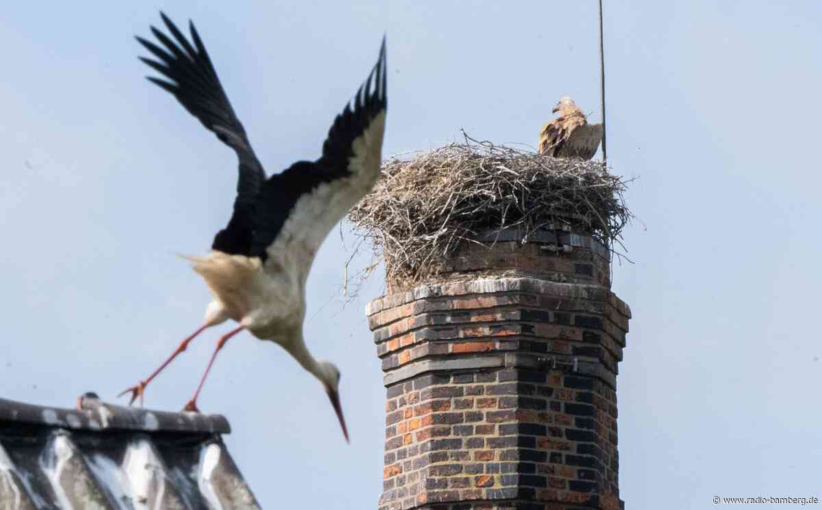 Storchendrama geht weiter – Gänsegeier tötet erneut