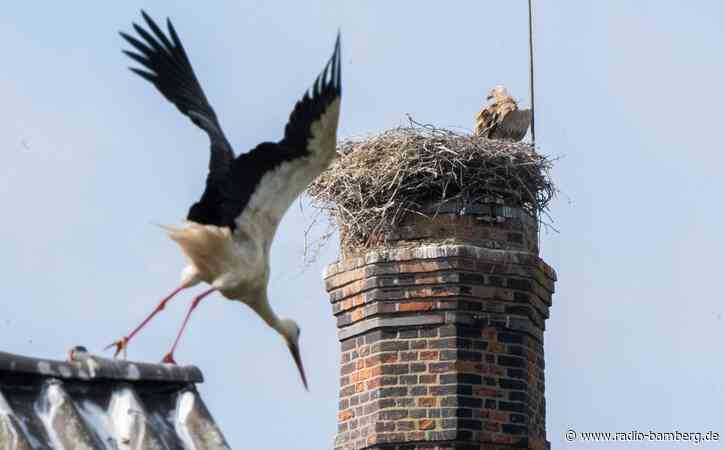 Storchendrama geht weiter – Gänsegeier tötet erneut
